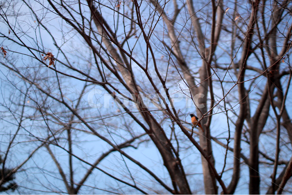 나무,tree,bird,새,낙엽,하늘,나무가지,자연