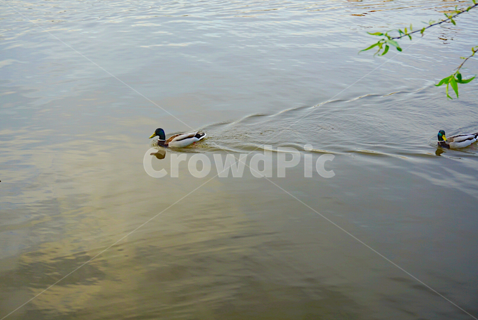 청둥오리,오리,강,자연,여유,여유로운,짝,duck,mallard,nature,river,수영,swim,친구,free