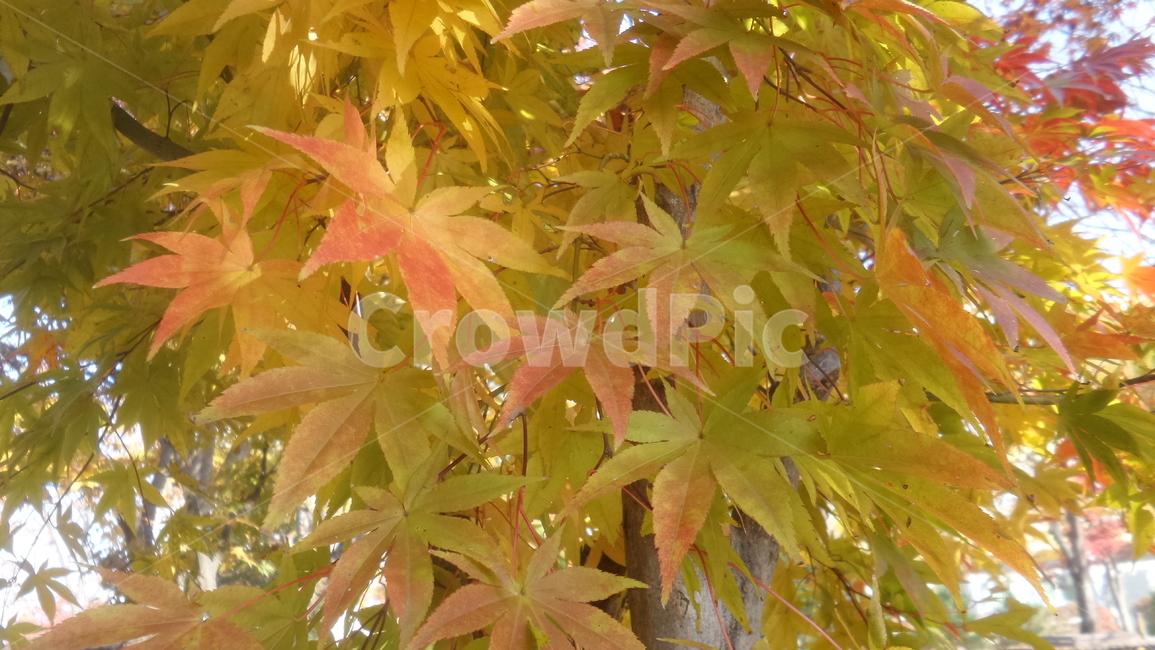 단풍,단풍나무,목련강,무환자나무목,관상수,낙엽활엽관목,정원수,붉은색단풍,가을,계절,fall,autumn,season,식물,자연,plants,nature,plant,leaf,잎,tree,나무,maple