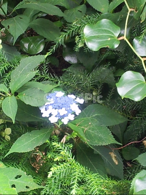 식물,잎,꽃,자연,vegetation