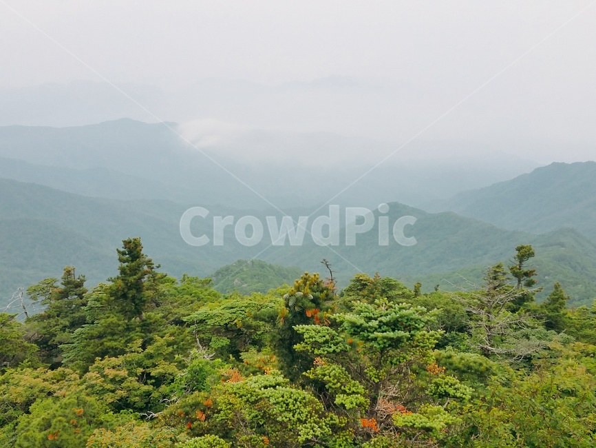 산,나무,안개,산봉우리,풍경,산안개,자연환경,한국자연,korea,mountain,tree,초록산,자연,landscape,신선,구름,초록,green