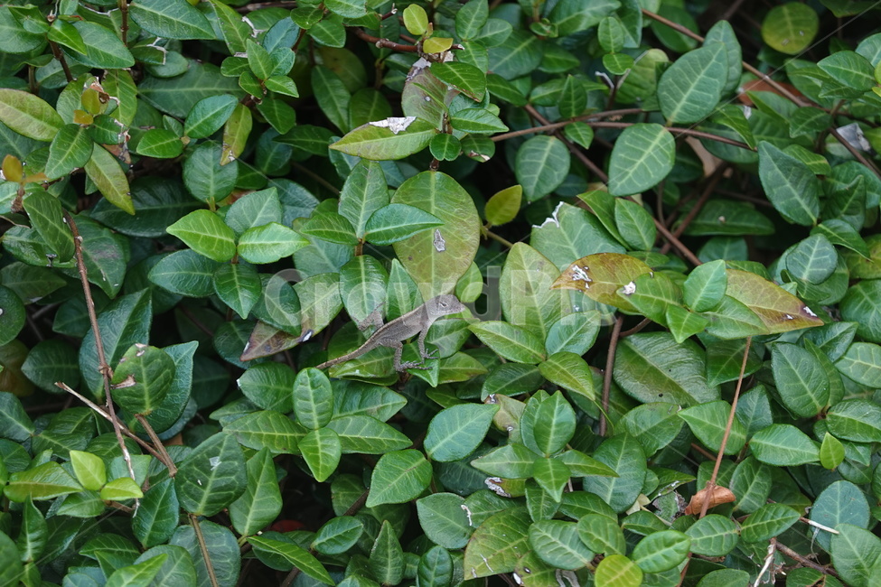 도마뱀,식물,plant,lizard,플로리다,florida