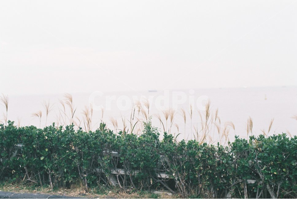제주도,애월해변,해변,바다,풍경,배경,필름사진,필름카메라,film,filmpic,filmcamera,jejuisland,하늘,잔잔함,감성사진,갈대,바람,자연,풍경,nature,landscape,plant,식물,grass,잔디,lawn,reed