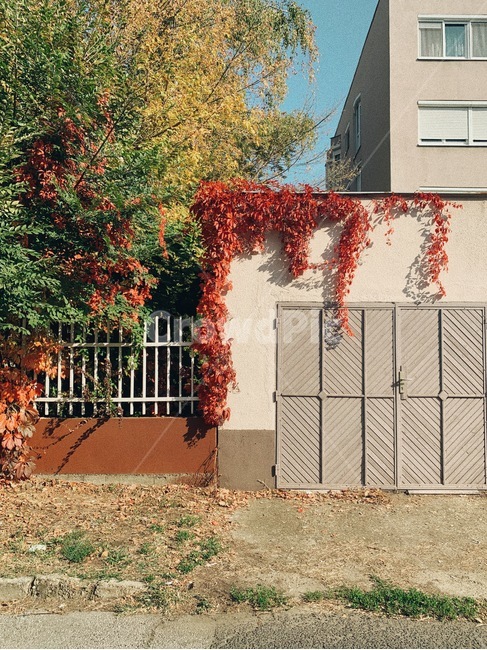 가을,색감,단풍,옥외,outdoors
