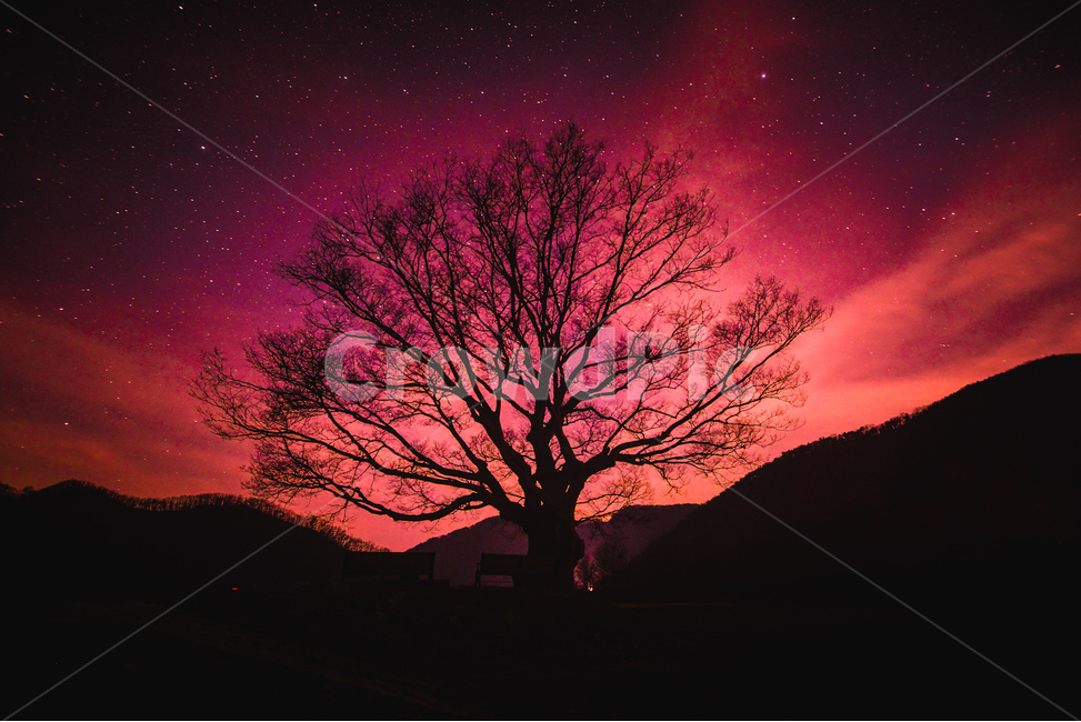 tree,나무,식물,nature,자연,outdoors,옥외,느티나무,노을,별,star,빨강,야경,지옥,종말,자연,풍경,nature,landscape