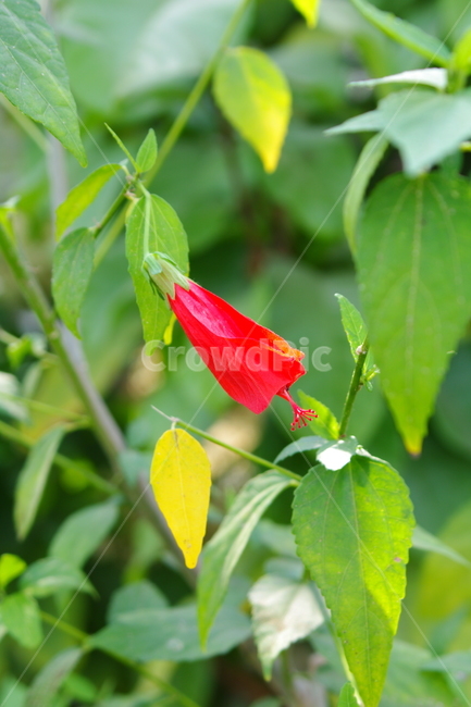 봄,봄경치,plant,식물,blossom,flower,꽃,acanthaceae,잔잔과,봄꽃