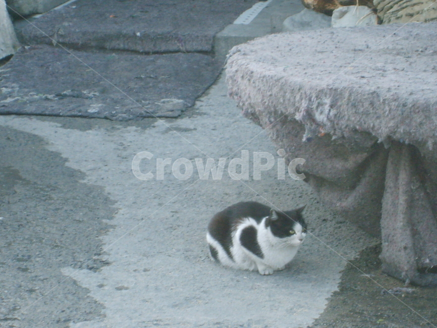 고양이,동물,캣,괴여움,길고양이,동물,animal,포유류,mammal,고양이,cat,kitten,kitty