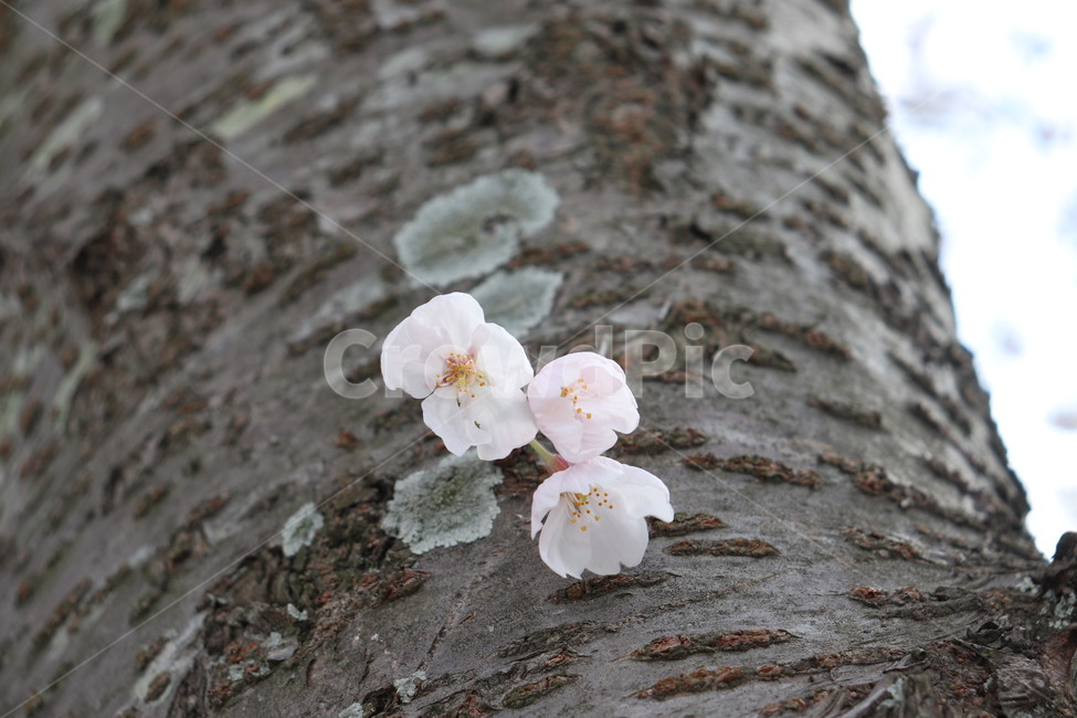 벚꽃,식물,꽃,나무,외로운,flower,cherryblossoms,plant,tree