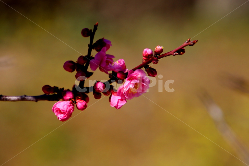 계절,꽃,식물,봄,매화,blossom,plant,flower