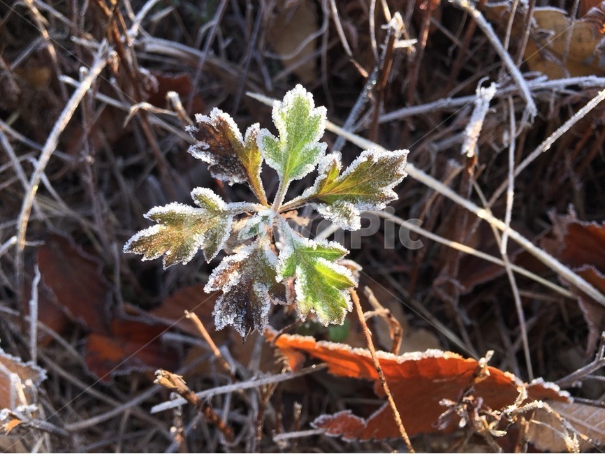 겨울,한파,추위,서리,식물,식물,자연,plants,nature
