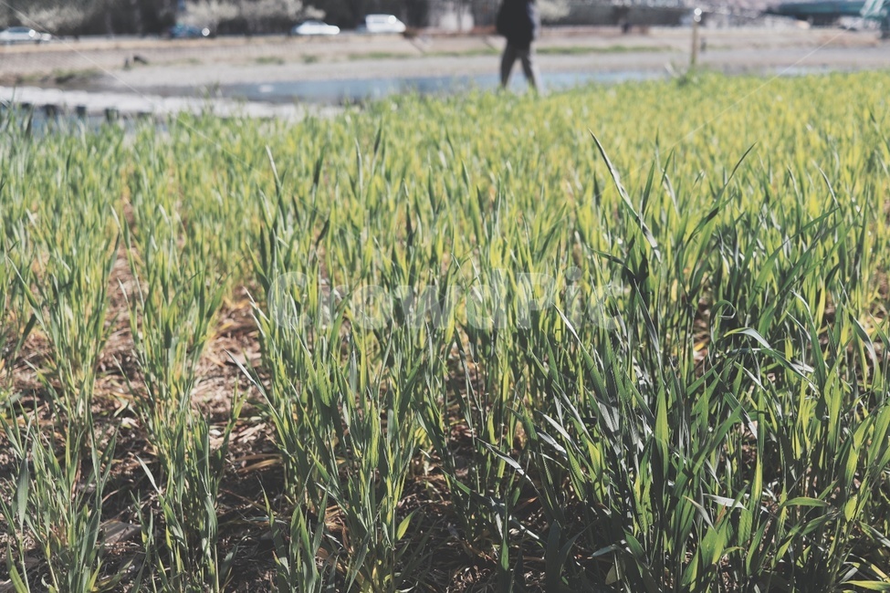 풀,자연,식물,잔디,초록색,식물,자연,plants,nature