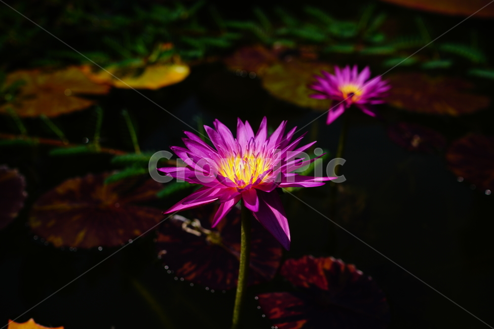 수련,연꽃,연못,식물,수생식물,자연,여름,8월,summer,august,nature,풍경,landscape,플라워,flower,plants,aquaticplant,lotus,pond,waterlily,수련꽃,이파리,잎,수풀,수초,여름꽃,꽃사진,식물,자연,plants,nature,꽃,flower