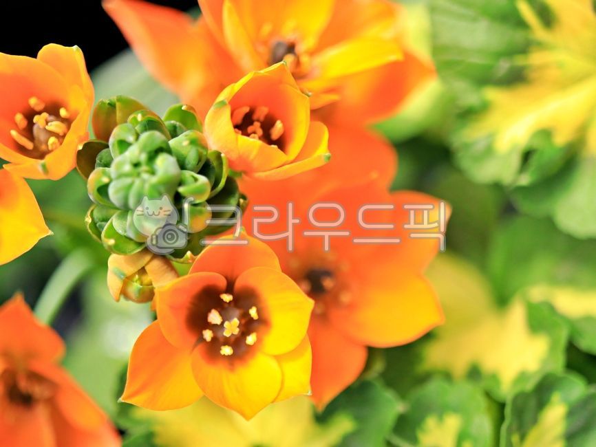 spring flowers,plant,yellow flower,flower market,flower