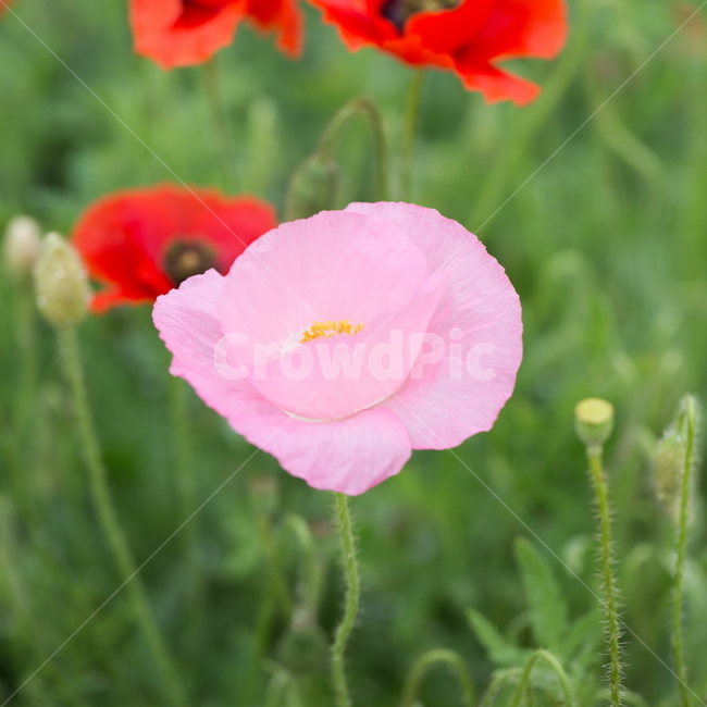꽃,양귀비,빗방울,봄,붉은꽃,식물,자연,plants,nature,꽃,flower