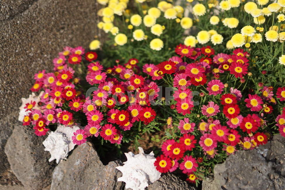 붉은꽃,flower,redflower,붉은꽃과노란꽃,길가에핀꽃