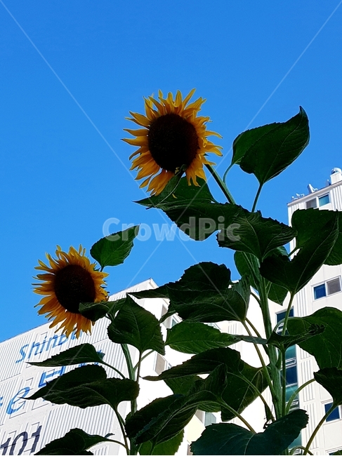 plant,식물,blossom,flower,꽃,하바라기,파란하늘,식물,자연,plants,nature,꽃,flower