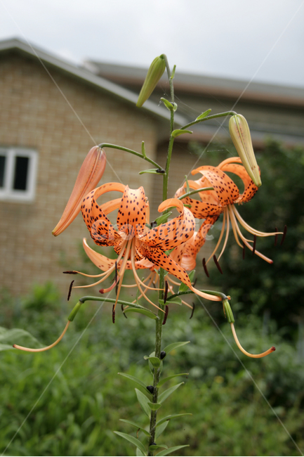 홑왕원추리,식물,flower,plants,nature,꽃,꽃봉오리,식물,자연,plants,nature,꽃,flower