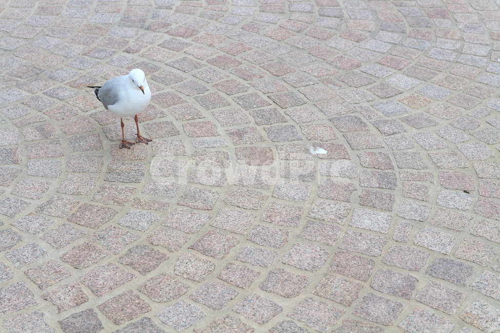 갈매기,타일,호주,마당,새,seagull,bird,tile,yard,nature,동물,animal,조류,새,birds