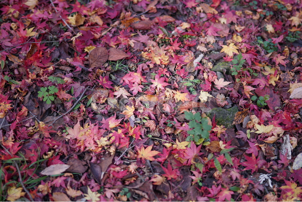 국내여행,내장산,단풍,풍경,햇살,가을,계절,fall,autumn,season,leaf,잎,plant,식물,ground,바닥