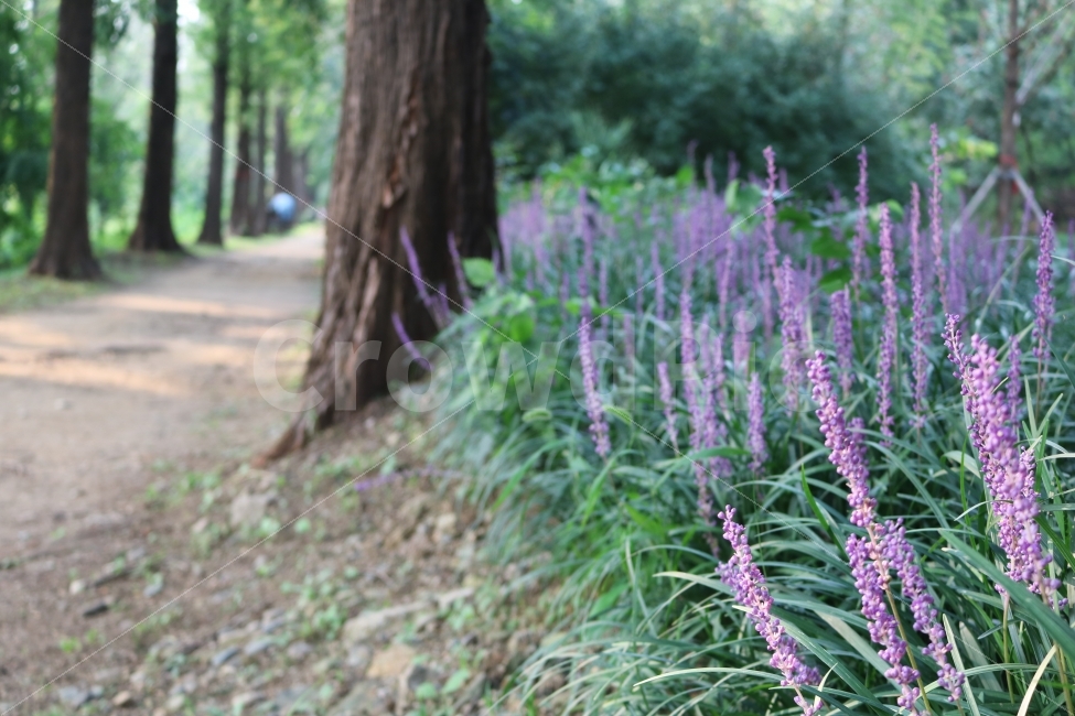 자연,힐링,감성,풀잎,꽃,식물,자연,plants,nature,꽃,flower