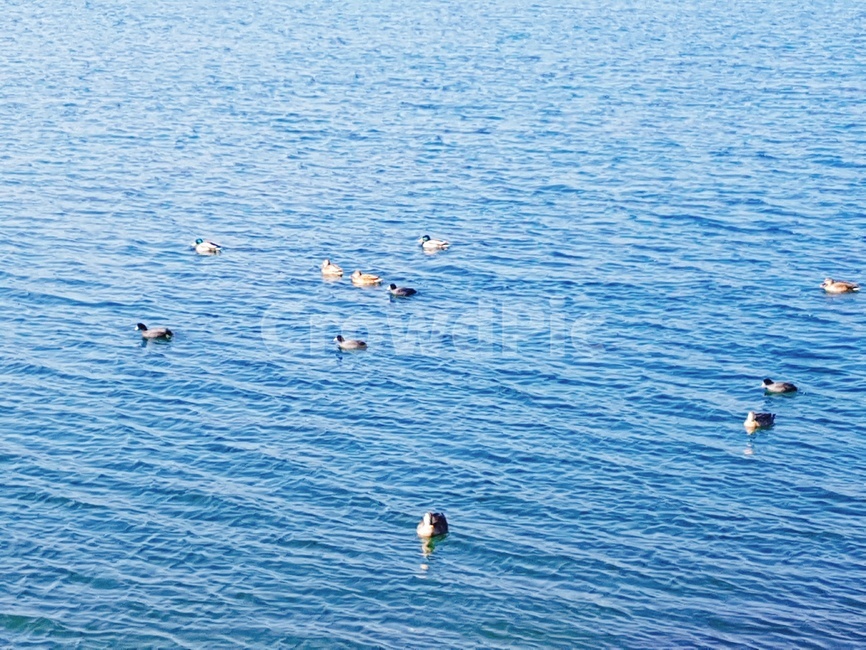 호수,오리,호숫가,오리떼,물결,동물,animal,조류,새,birds