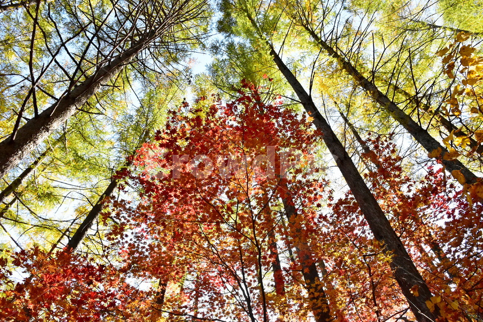 가을,단풍,울긋불긋,알록달록,형형색색,풍경,계절,시즌,아름다운,오색,치악산,부곡계곡,비경,감성,힐링,자연,가을,계절,fall,autumn,season,자연,풍경,nature,landscape,식물,plants,나무,trees,wood,tree,plant,leaf,잎,maple