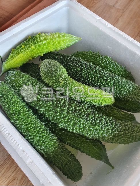 plant, 식물, 여주, 슈퍼여주, 채소, 사진,이미지,일러스트,캘리그라피 - 몽이언니작가 크라우드픽 - 저작권 걱정 없는 상업용 이미지