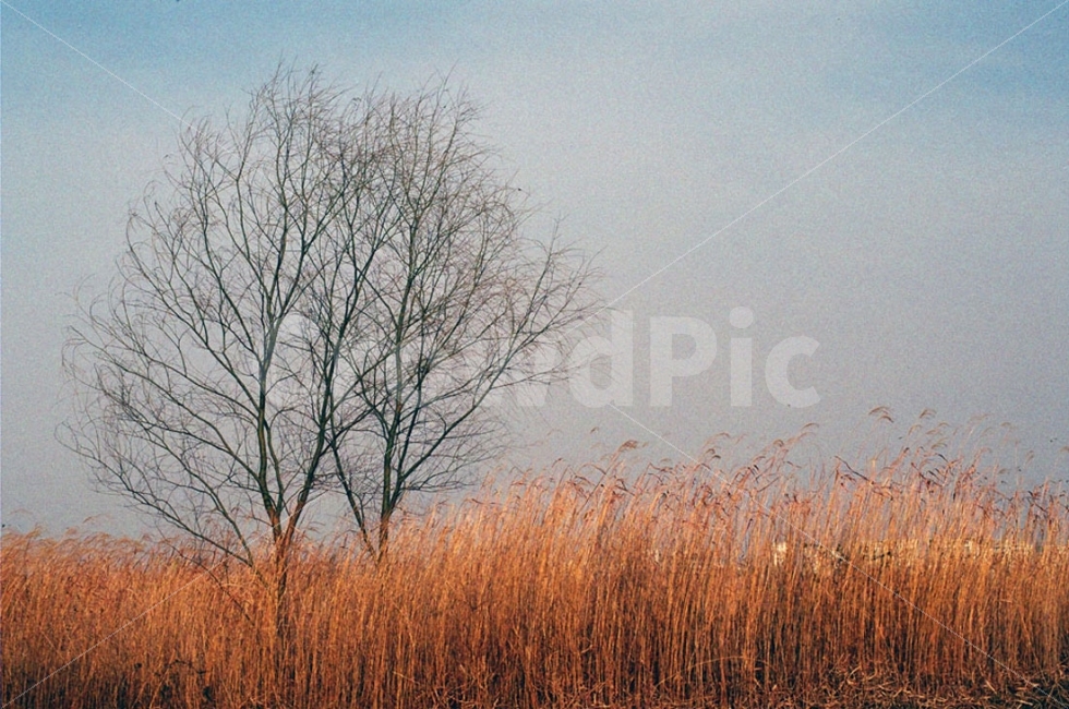 필름사진,억새,억새밭,가을,쓸쓸함,감성,외로움,풍경,영산강,자연,풍경,nature,landscape,가을,계절,fall,autumn,season,감성,sensible,feeling,plant,식물,grass,잔디,lawn