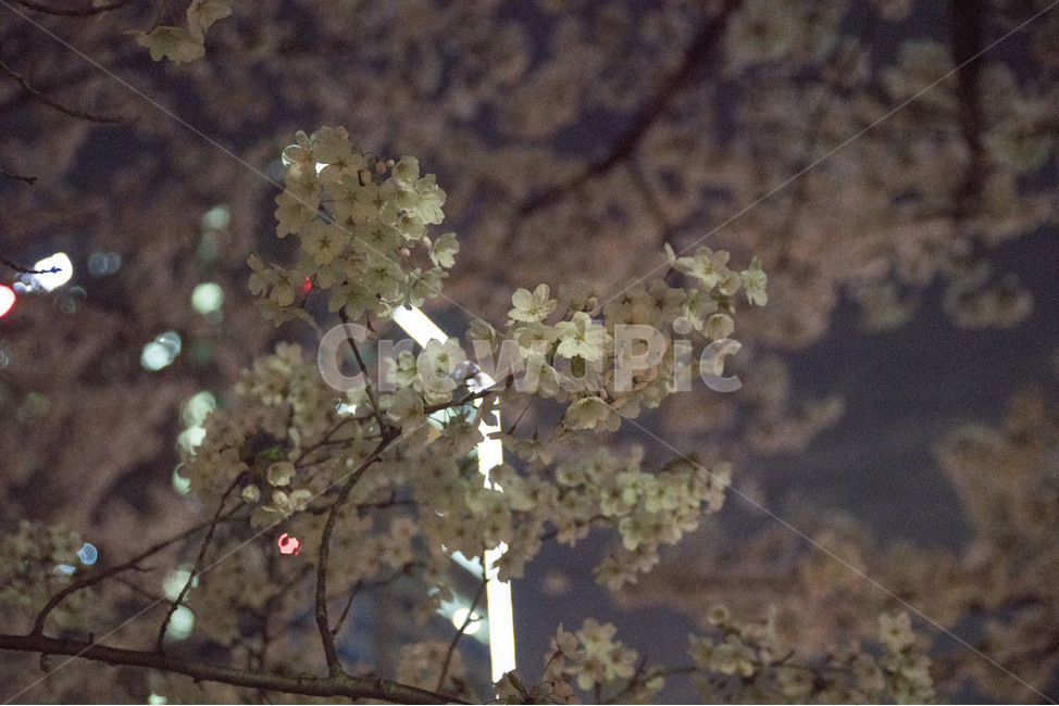 봄,봄꽃,꽃,밤,벚꽃,봄,계절,spring,season,식물,자연,plants,nature,꽃,flower,outdoors,옥외,landscape,경치,scenery,풍경