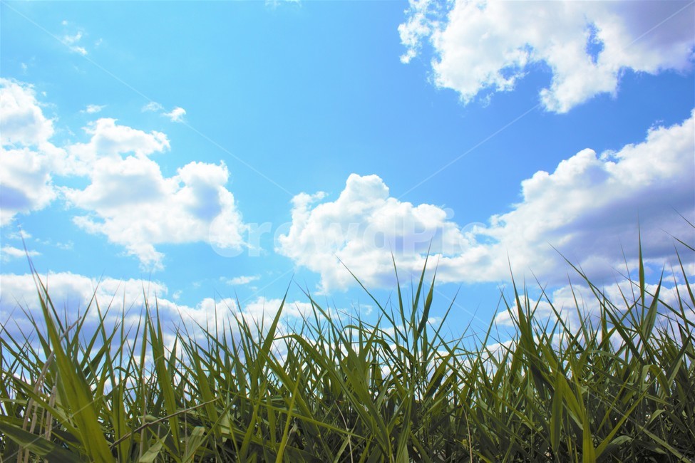 하늘,구름,풀,여름,자연,여름날씨,grass,녹색,파랑,흰색,colorful,blue,white,cloud,cloudy,sunny,배경,background,풍경,nature,landscape,시골,rural,색깔,색상,color