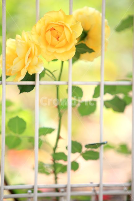 장미,장미꽃,장미축제,여름,꽃,식물,장미공원,rose,빨간장미,노랑장미,여름식물,5월,5월꽃,로즈데이,식물,자연,plants,nature,꽃,flower