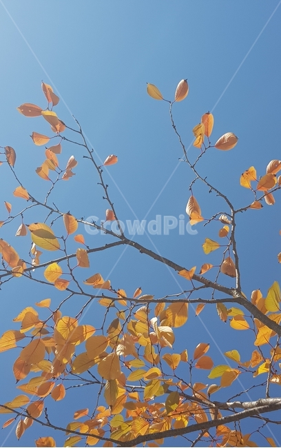 단풍,가을,따듯,낭만,가지,가을,계절,fall,autumn,season,leaf,잎,plant,식물