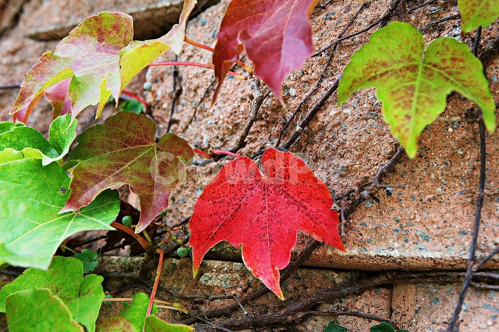 단풍,붉은색,색감,색깔,식물,자연,넝쿨식물,잎,가을,계절,fall,autumn,season,식물,자연,plants,nature,leaf,plant,tree,나무,maple