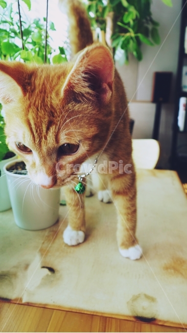 고양이,cat,pet,동물,화분,테이블,고양이방울,동물,animal,포유류,mammal,고양이,cat,kitten,kitty