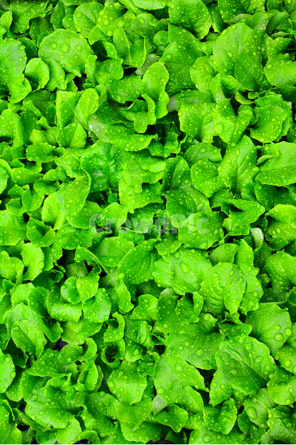 채소,야채,쌈채소,음식,식재료,food,green,fresh,신선한,싱싱한,plant,건강식품,푸성귀,건강식,vegetable,상추,채소밭,어린,세로사진,섬유질,다이어트,이슬,물방울,식물,자연,plants,nature,음식,식재료,요리,food,cook,meal,dishes,food reserves,채소,야채,vegetables