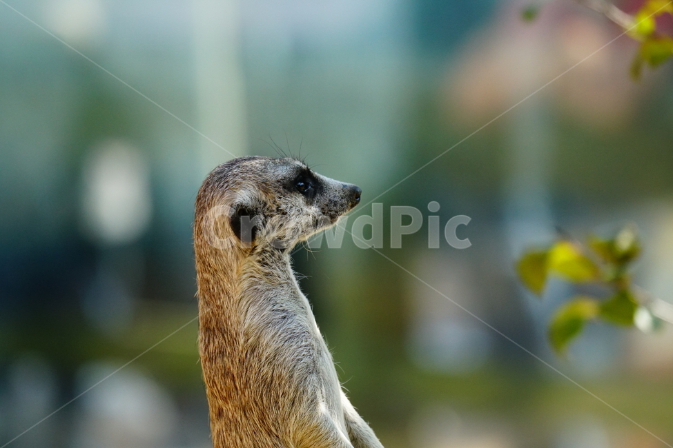 미어캣,슈리케이트,meerkat,suricate,포유류,동물,animal,파수꾼,육식동물,귀엽다,귀여운,귀여움,자연,nature,동물,animal,포유류,mammal
