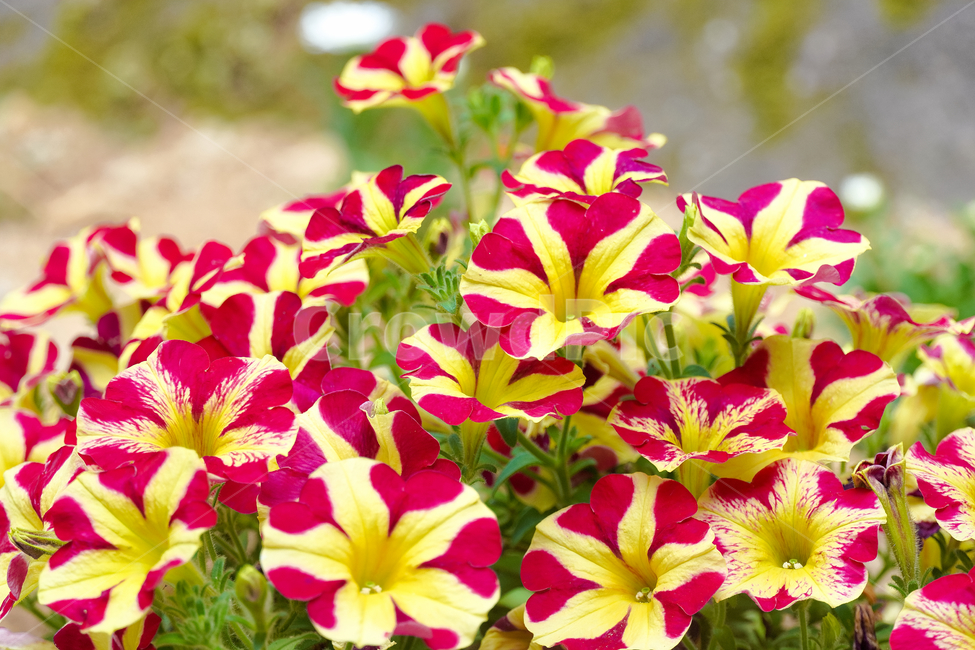 꽃,자연,접사,힐링,배경화면,신선함,평온함,season,plants,nature,flower,sensible,feeling,색깔,색상,색채,색감,colorsense,colorsensitivity,feelingofcolor,감성