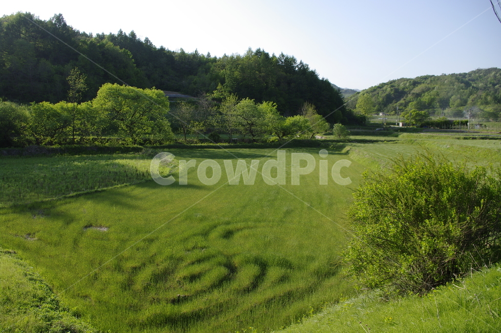 초록,신록,잎,나무,식물,plant,자연,nature,하늘,풍경,자연,풍경,nature,landscape,field,들,outdoors,옥외,grassland,목초지,grass,잔디