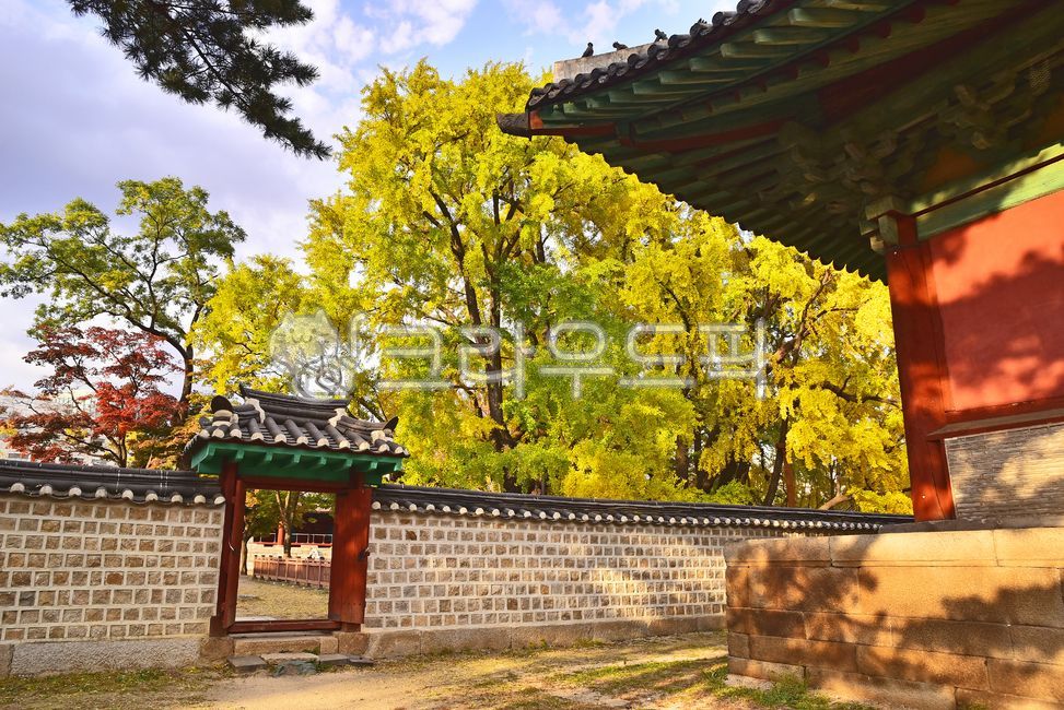 education,Ginkgo,history,building,Joseon Dynasty,architectural style,traditional,outdoors,Sungkyunkwan,Study Abroad,Goryeo Dynasty,government office,traditional architecture,tiled house,autumn,educational institution,Korean tradition,architecture