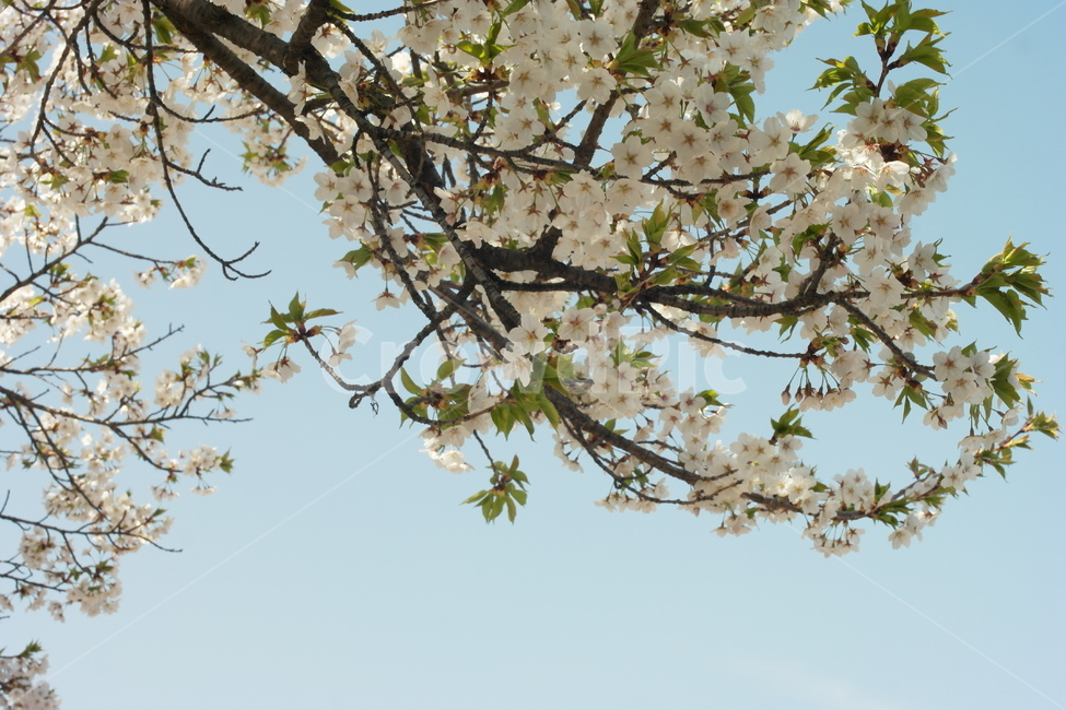 벚꽃,봄,푸른,하늘,푸릇,감성,배경,봄,계절,spring,season,식물,자연,plants,nature,꽃,flower,plant,blossom