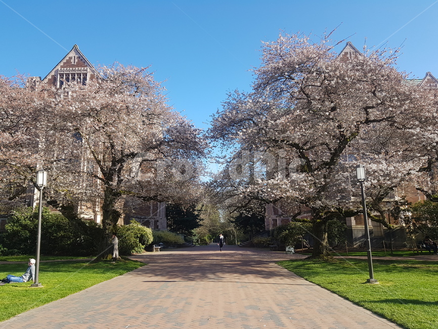 벚꽃,시애틀,꽃놀이,워싱턴대,나무,꽃,blossom