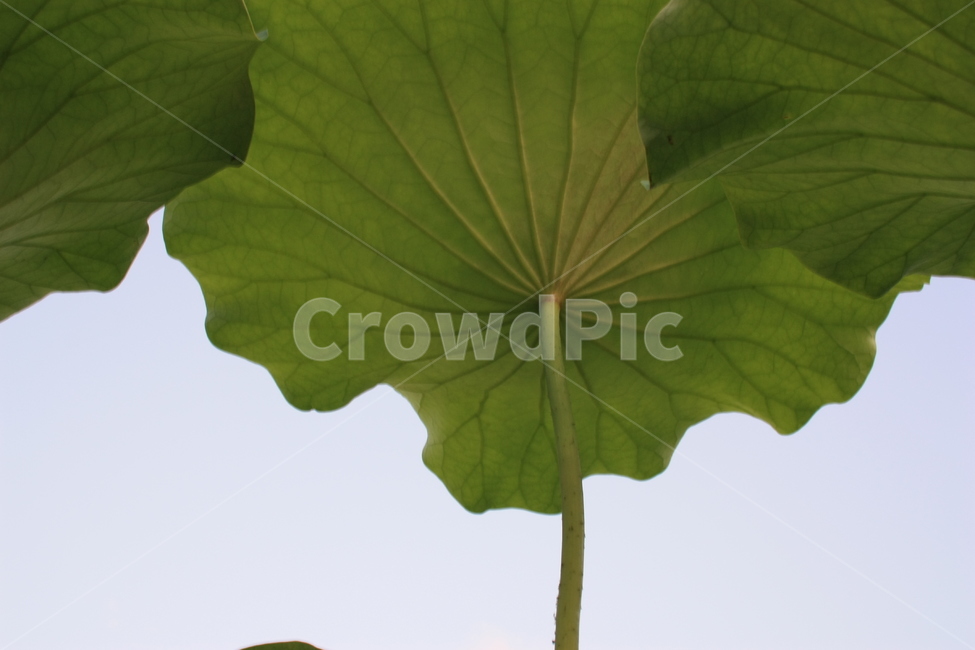 연잎,연꽃,연잎뒷면,식물,연꽃잎,식물,자연,plants,nature