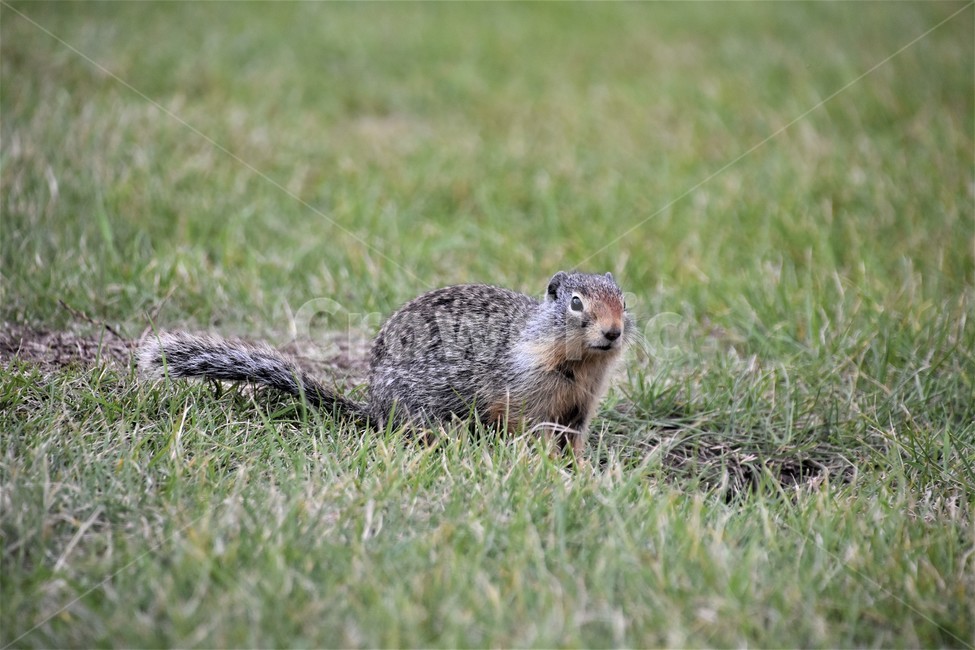 땅다람쥐,고퍼,동물,자연,풀밭,gopher,동물,animal