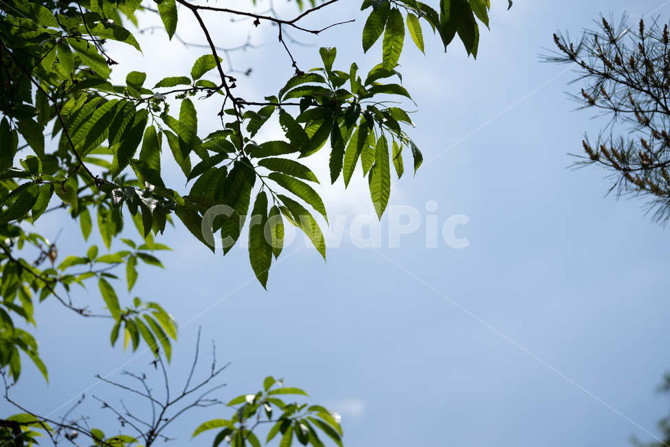 녹음,그린,햇살,하늘,푸른하늘,나뭇잎,자연,식물,나무,자연,풍경,nature,landscape,leaf,잎,plant,pottery,도기류,jar,항아리,potted plant,화분