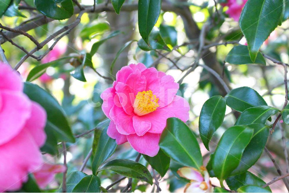 동백,동백꽃,꽃,감성사진,겨울,봄,하늘,자연,flower,sky,식물,자연,plants,nature,꽃,flower
