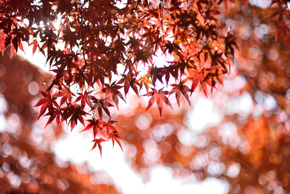 단풍,단풍잎,식물,단풍나무,가을,붉은,가을,계절,fall,autumn,season