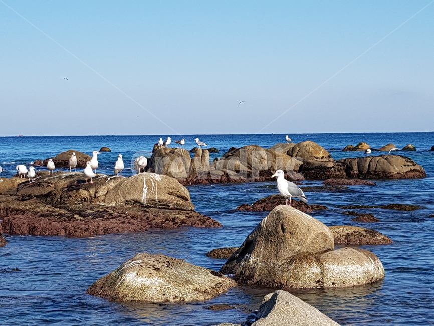 바다,속초,갈매기,동해,seagull,sea,sokcho,새,bird