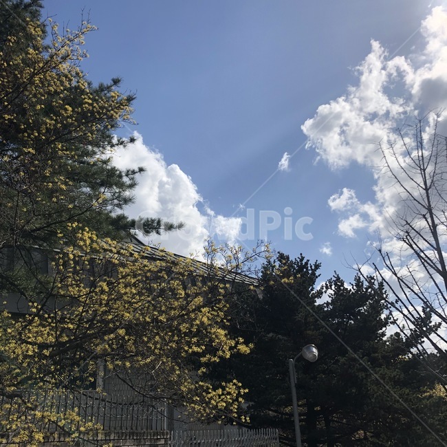 tree,나무,plant,식물,sunshine,햇살,오후,자연,풍경,nature,landscape