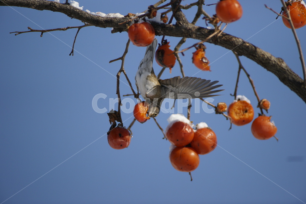 감,홍시,흰배지빠귀,겨울,조류,겨울,계절,winter,season,동물,animal,조류,새,birds,과일,열매,fruit