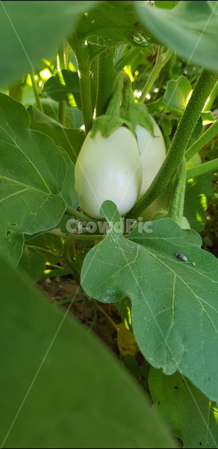 가지,달걀가지,흰색가지,텃밭,도시농부,주말농장,식물,plant
